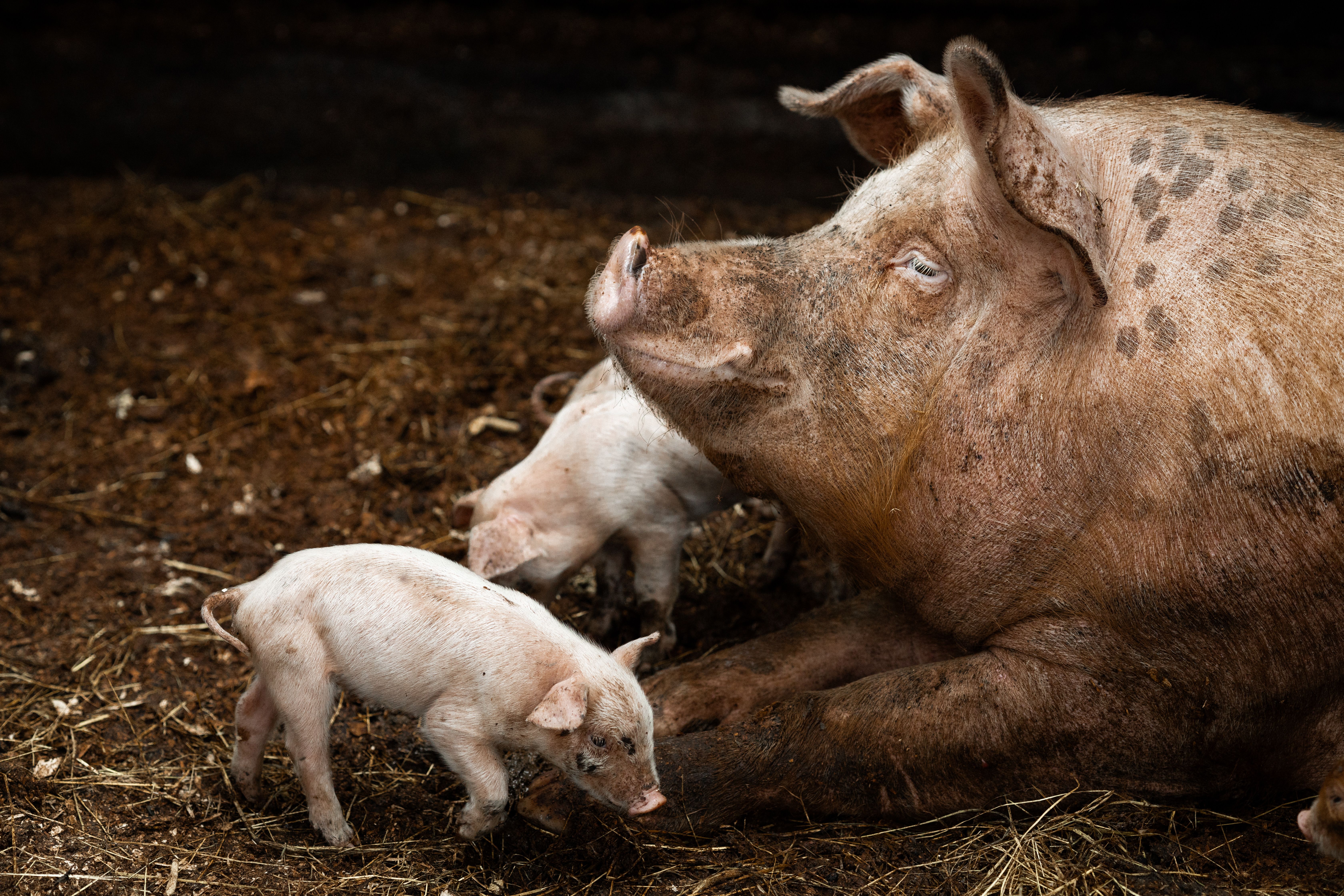 Frankfurter Naturkunden: Schweine